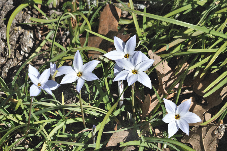 star_of_bethlehem_flower-960